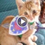 OMG So Cute Cats ♥ Best Funny Cat Videos 2021 - Cat videos for cats - Cat videos